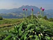 11 Rhaponticum scariosum (Fiordaliso rapontico) con vista in Alben